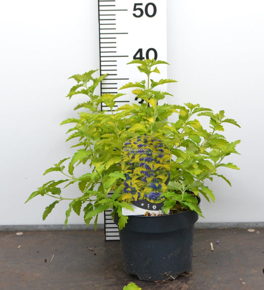 Caryopteris clandonensis ‘Hint of Gold’ – Blauwbaard