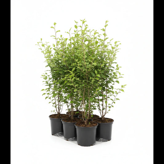 Groene, jonge houtskoolbesjes in zwarte potten, perfect voor tuinversiering. Zichtbare takken en bladeren tonen de gezonde groei van deze tuinplanten.