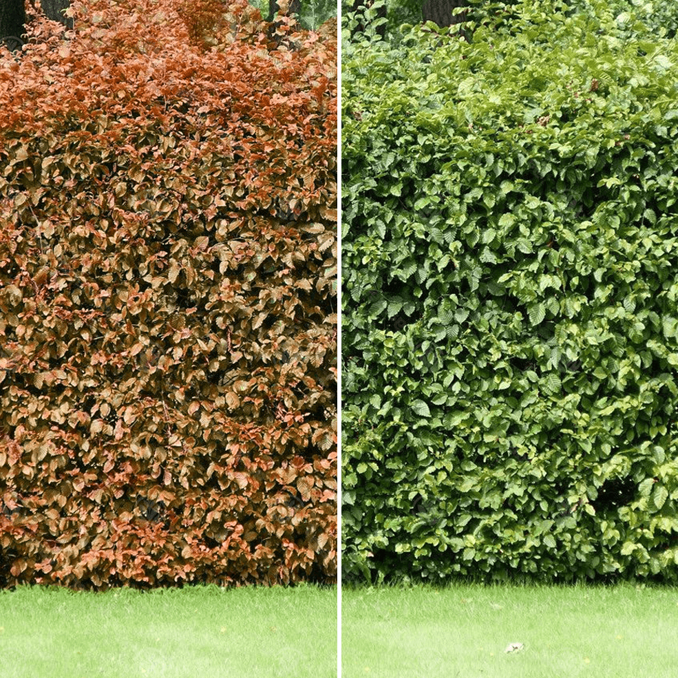 Fagus sylvatica - Groene beukenhaag in pot  - Pakket voor 10 meter