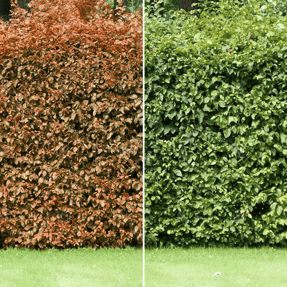 Fagus sylvatica - Groene beukenhaag in pot - 60-80cm pakketten