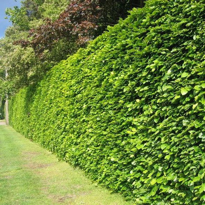 Fagus sylvatica - Groene beukenhaag in pot - 60-80cm pakketten