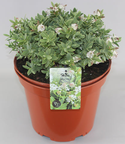 Hebe albicans - Struikveronica