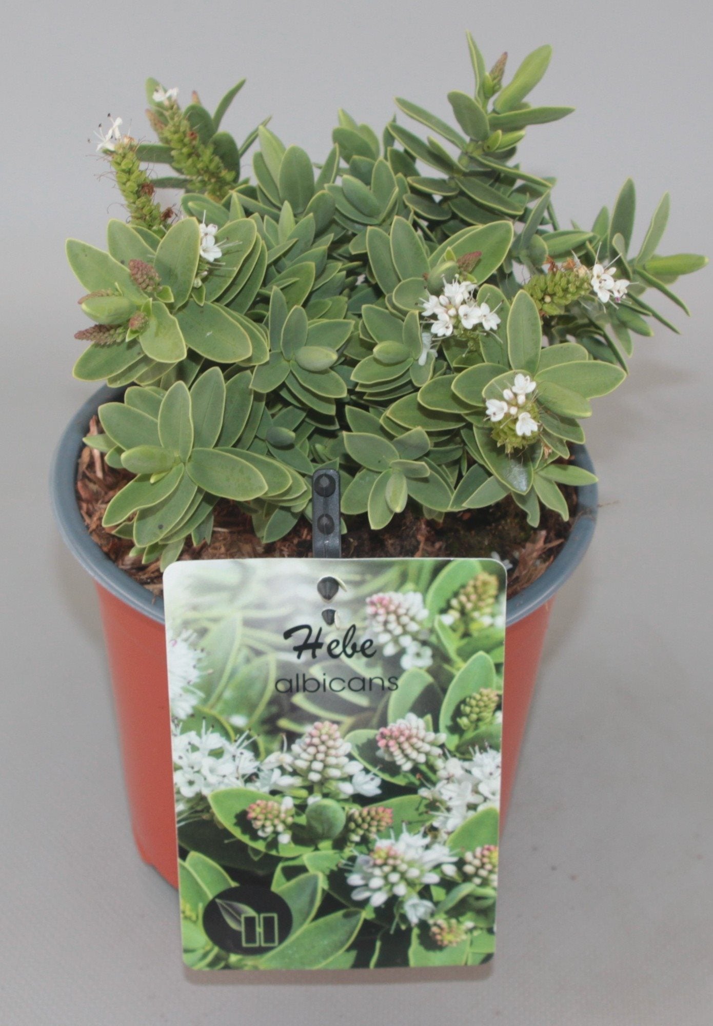 Hebe albicans - Struikveronica