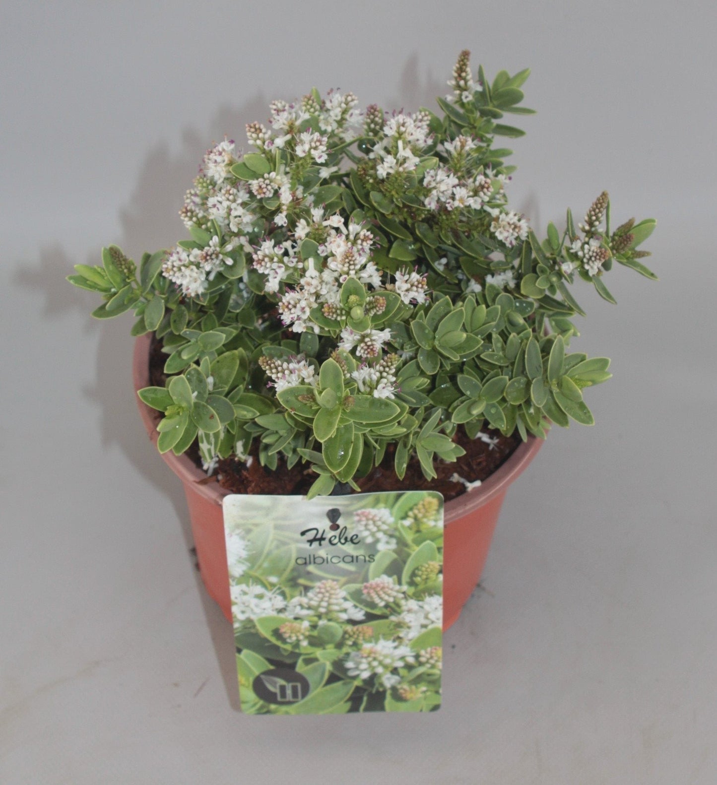 Hebe albicans - Struikveronica