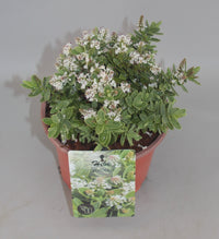 Hebe albicans - Struikveronica