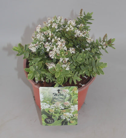 Hebe albicans - Struikveronica