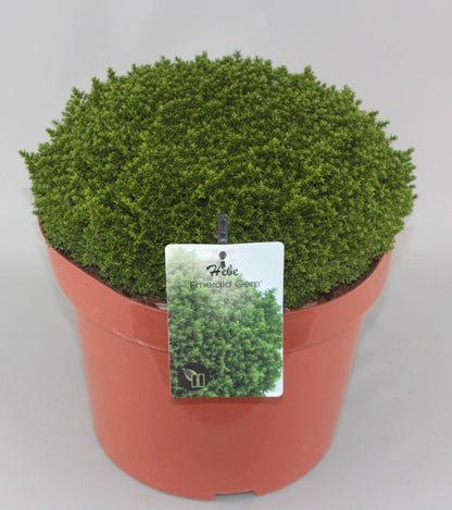 Hebe 'Emerald Gem' - Struikveronica