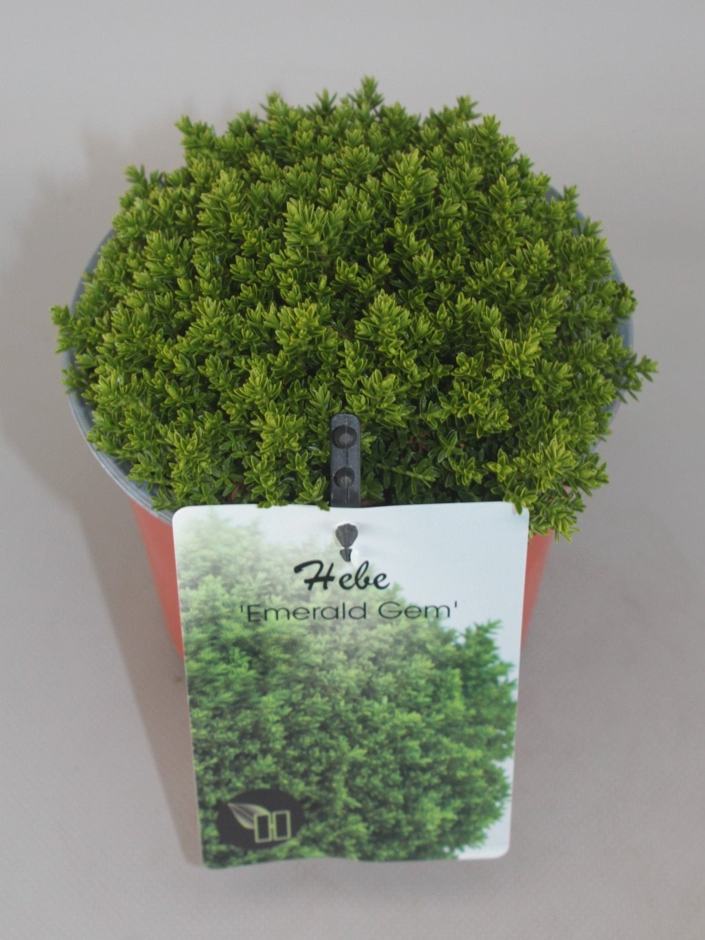 Hebe 'Emerald Gem' - Struikveronica