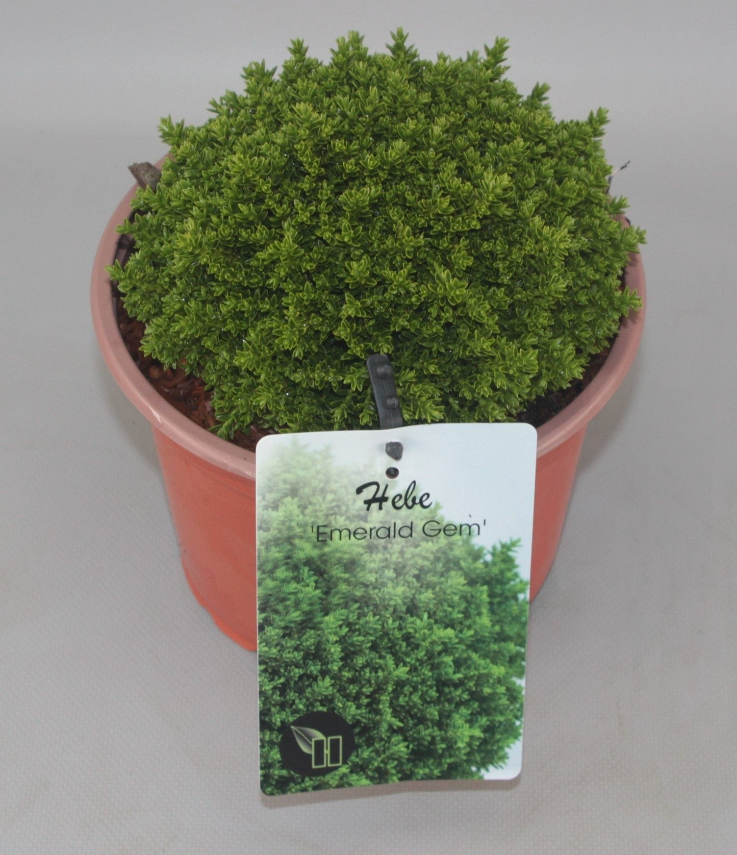 Hebe 'Emerald Gem' - Struikveronica