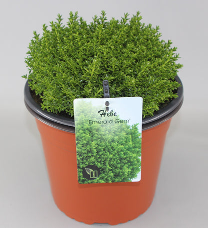 Hebe 'Emerald Gem' - Struikveronica