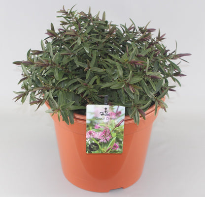 Hebe 'Great Orme' - Struikveronica