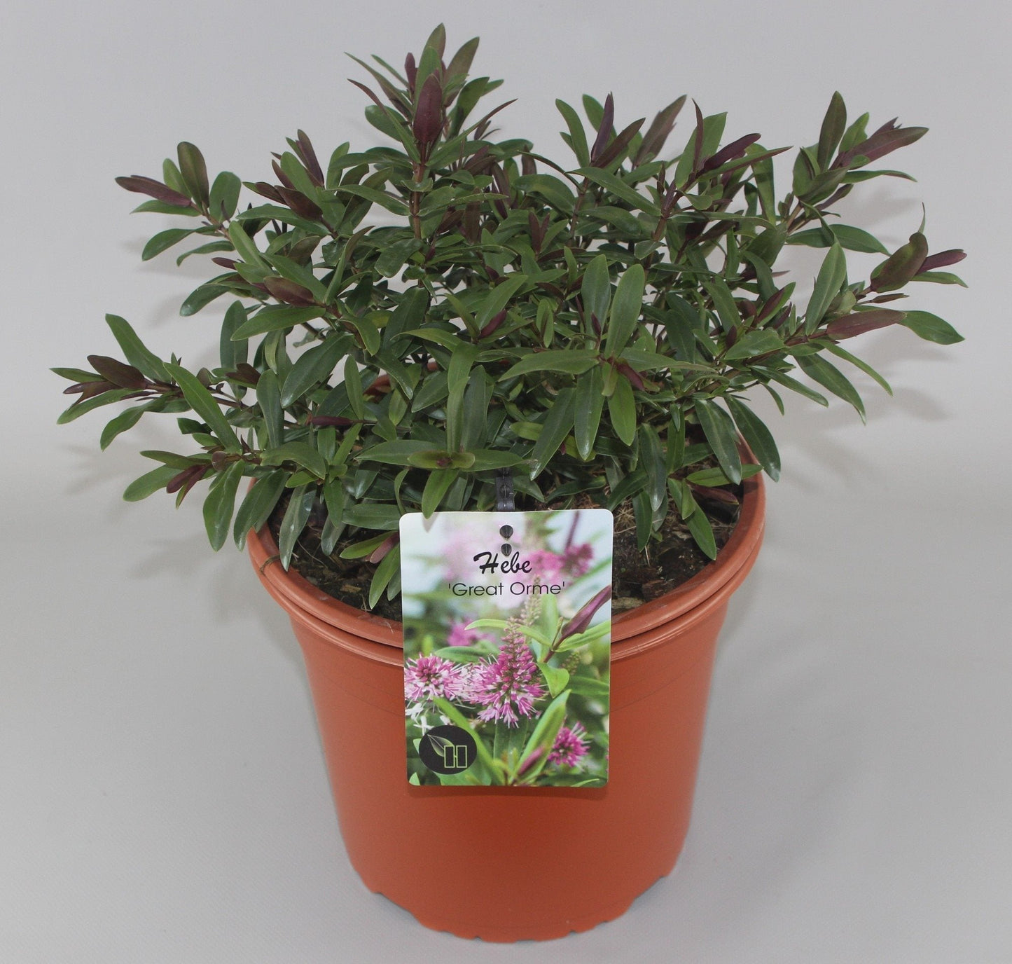 Hebe 'Great Orme' - Struikveronica