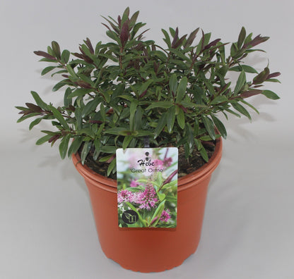 Hebe 'Great Orme' - Struikveronica