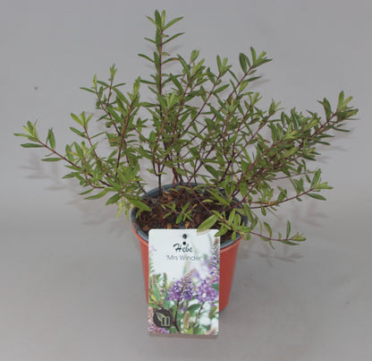 Hebe 'Mrs Winder' - Struikveronica