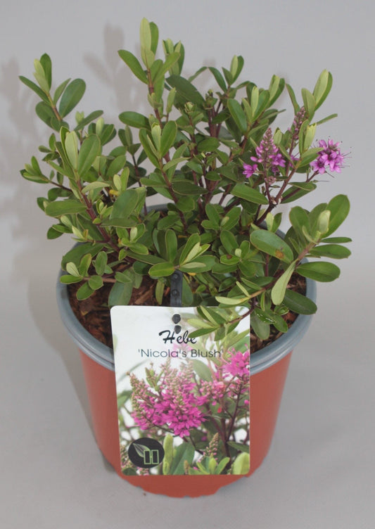 Hebe 'Nicola's Blush' - Struikveronica