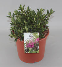 Hebe 'Nicola's Blush' - Struikveronica