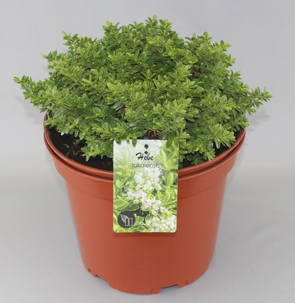 Hebe rakaiensis - Struikveronica