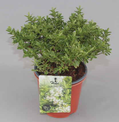 Hebe rakaiensis - Struikveronica