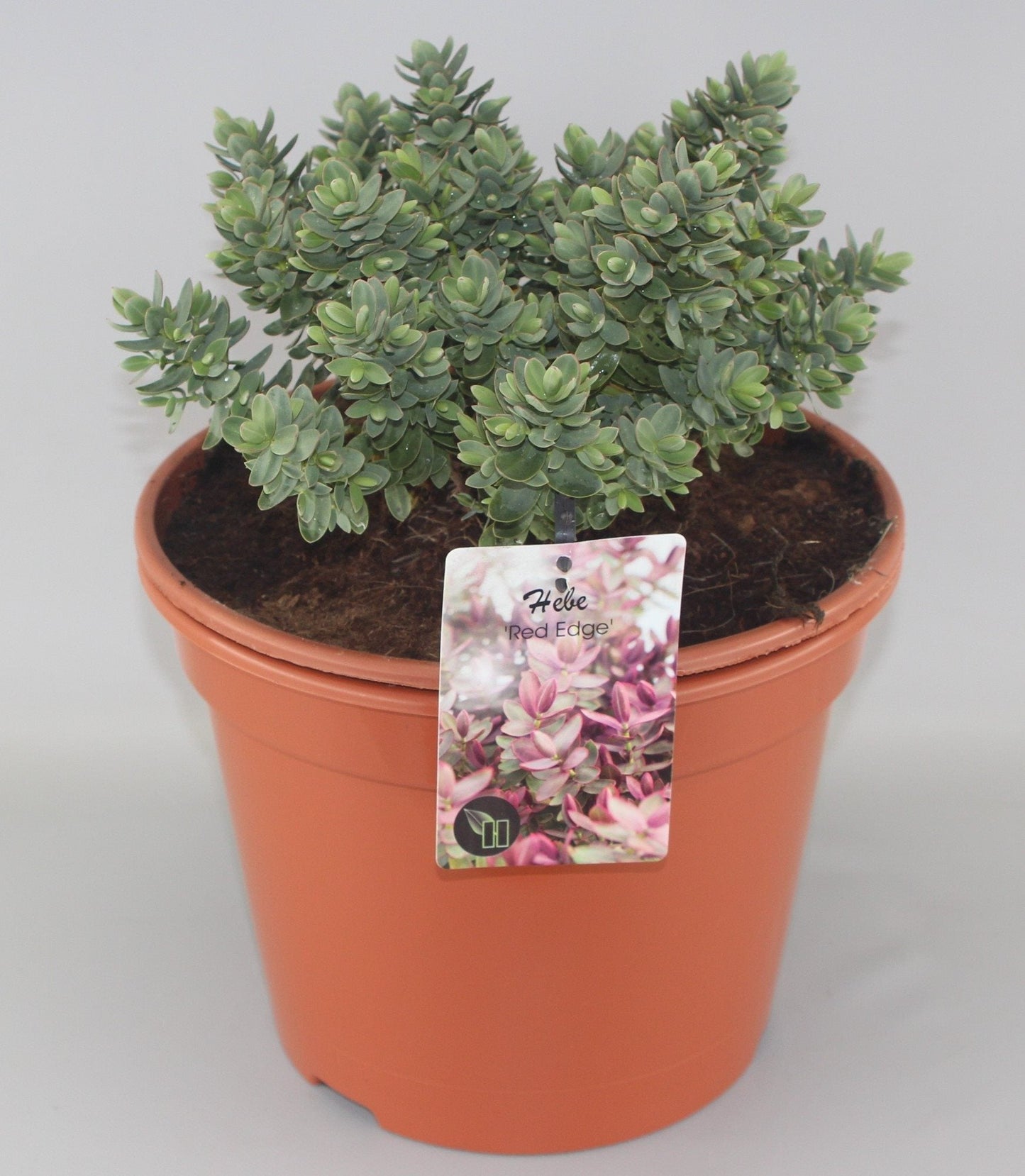 Hebe 'Red Edge' - Struikveronica