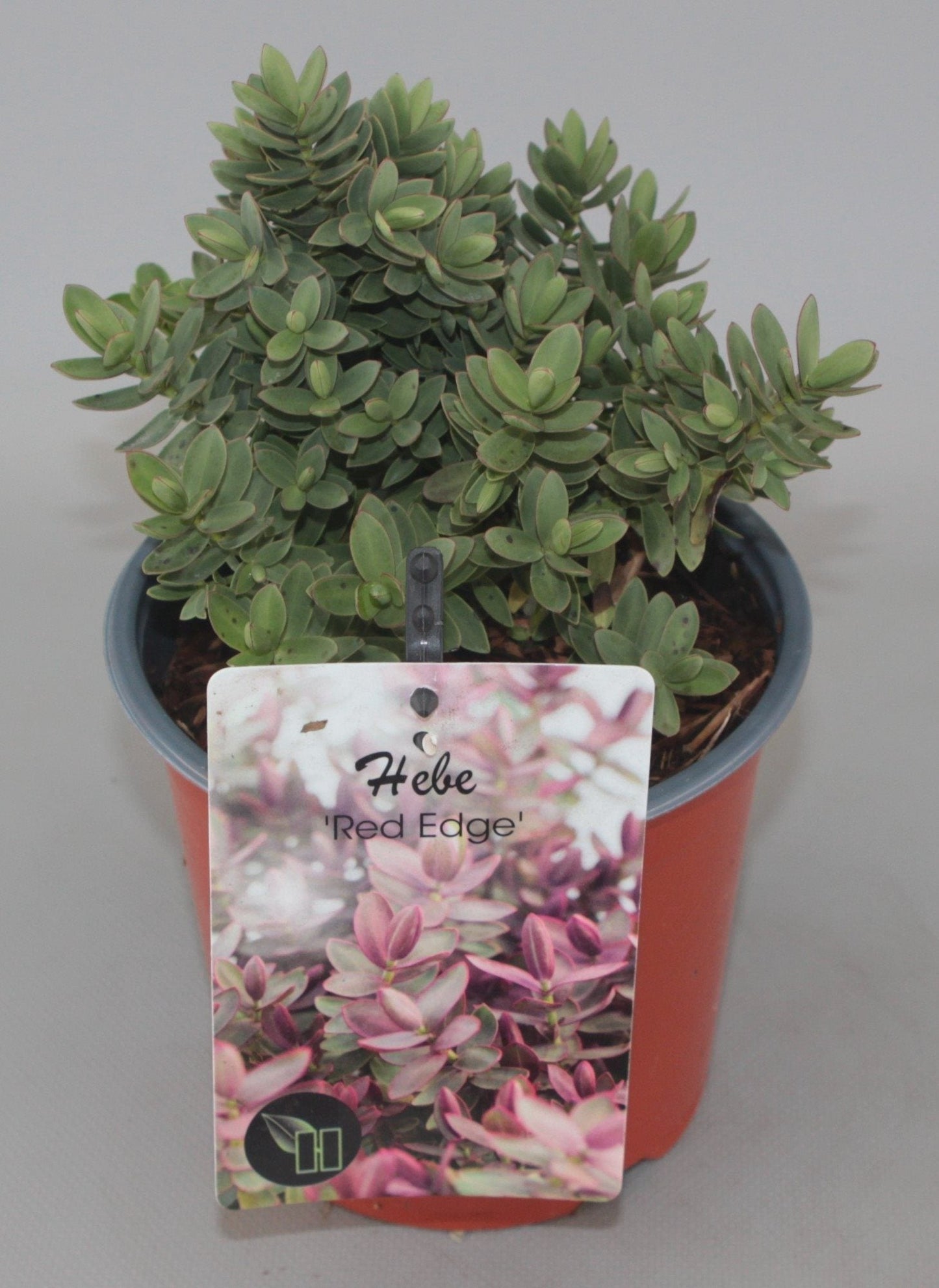 Hebe 'Red Edge' - Struikveronica