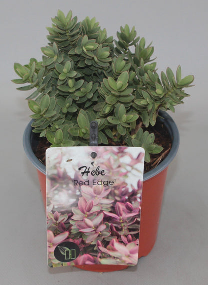 Hebe 'Red Edge' - Struikveronica