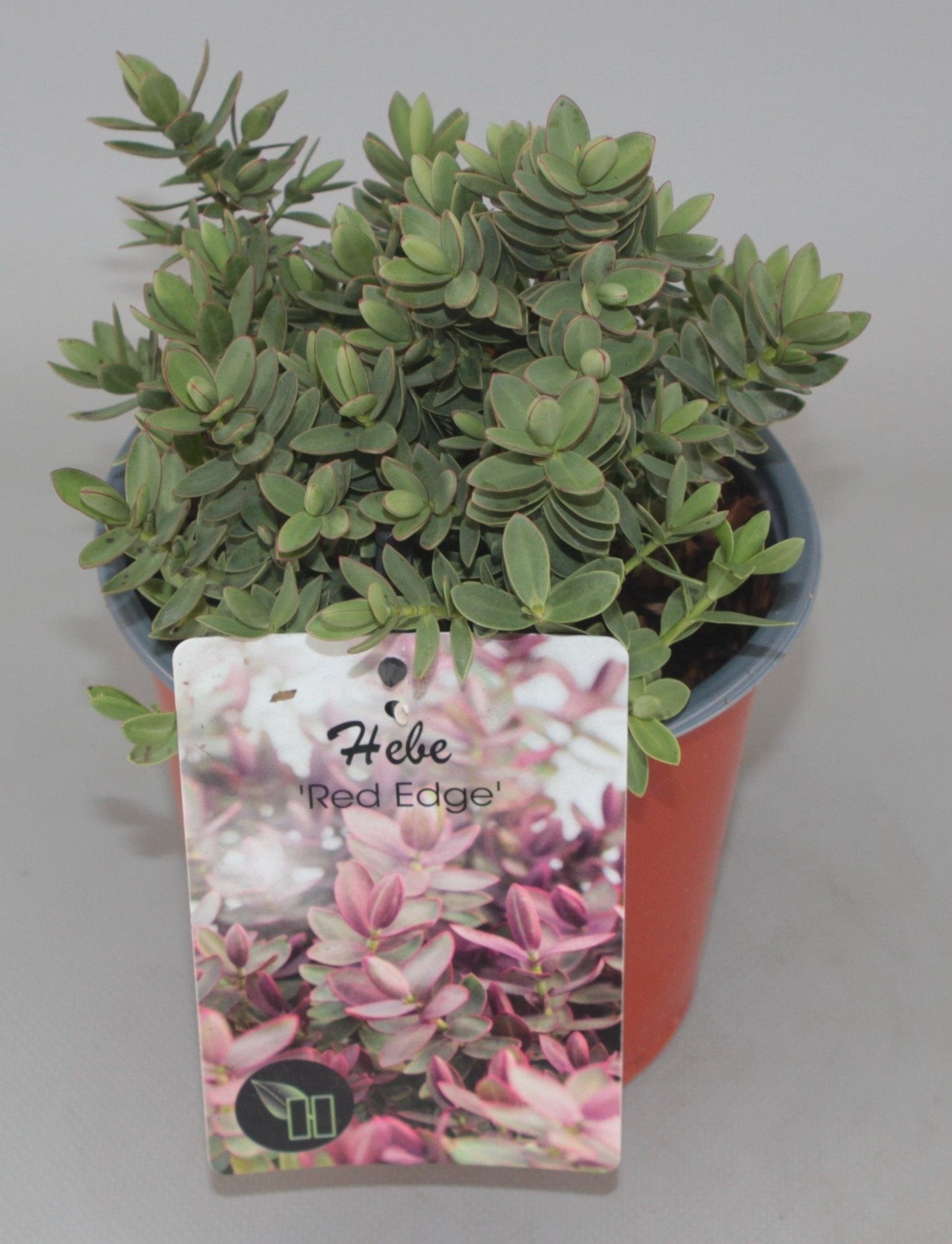 Hebe 'Red Edge' - Struikveronica