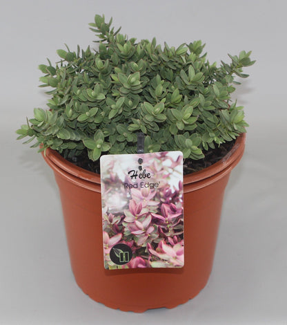 Hebe 'Red Edge' - Struikveronica