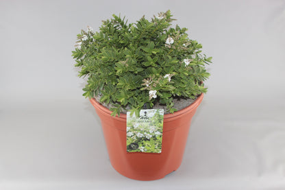 Hebe 'Wiri Mist' - Struikveronica