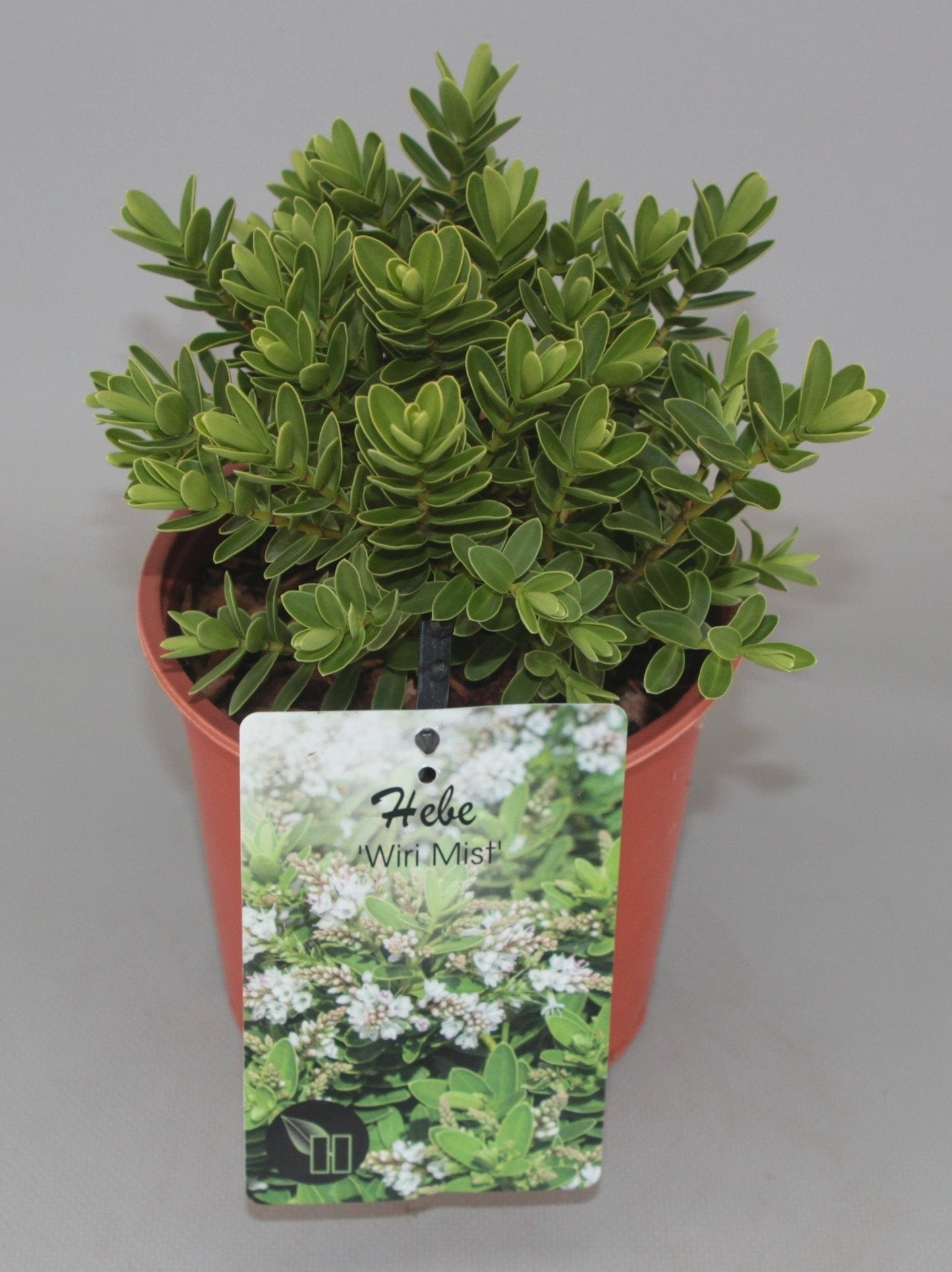 Hebe 'Wiri Mist' - Struikveronica