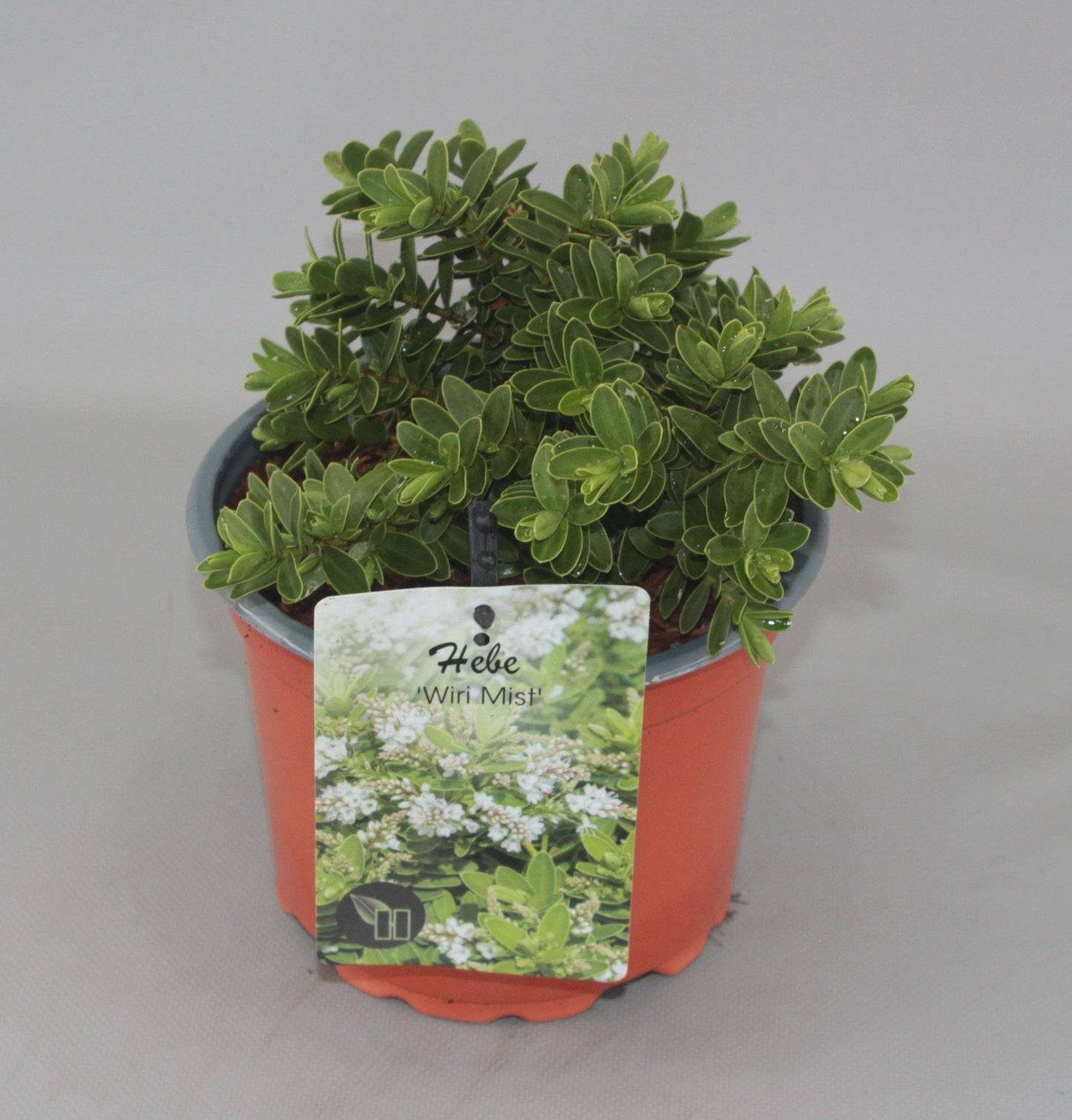 Hebe 'Wiri Mist' - Struikveronica