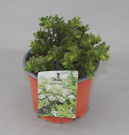 Hebe 'Wiri Mist' - Struikveronica