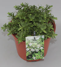 Hebe 'Wiri Mist' - Struikveronica