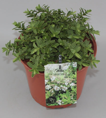 Hebe 'Wiri Mist' - Struikveronica