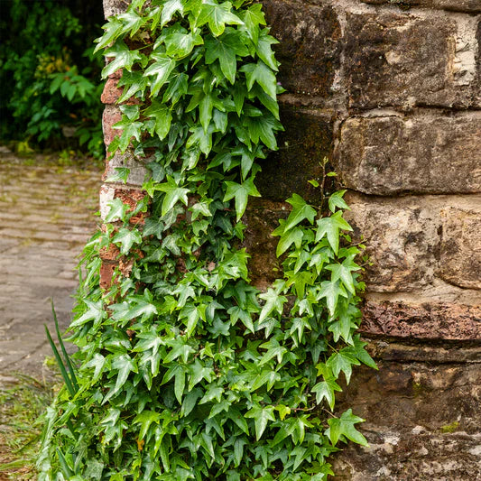 Groene boxhagen in pot en kist, met natuurlijke bladeren en productlabels. Ideaal voor tuinversiering of als decoratieve planten in binnen- en buitenruimtes.
