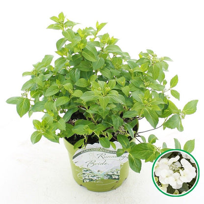 Hydrangea hybrid Runaway Bride - Hybrid® Collection