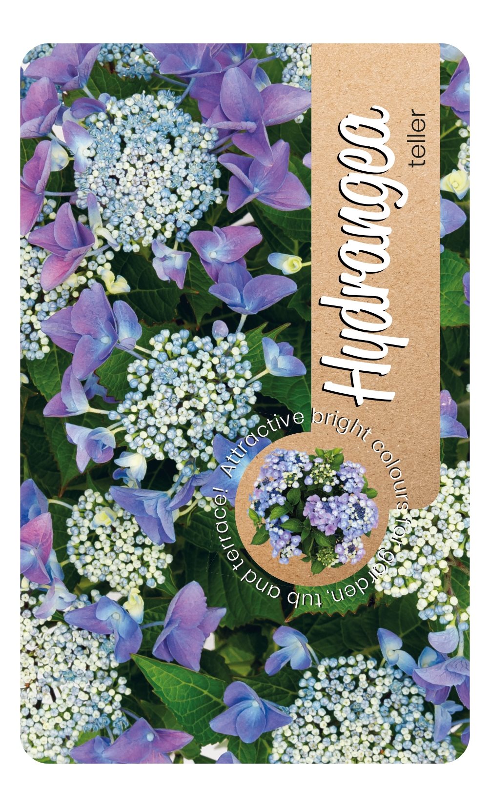 Hydrangea macrophylla 'Teller' - Blauwe schermhortensia