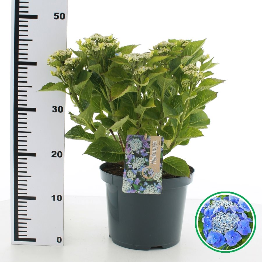 Hydrangea macrophylla 'Teller' - Blauwe schermhortensia