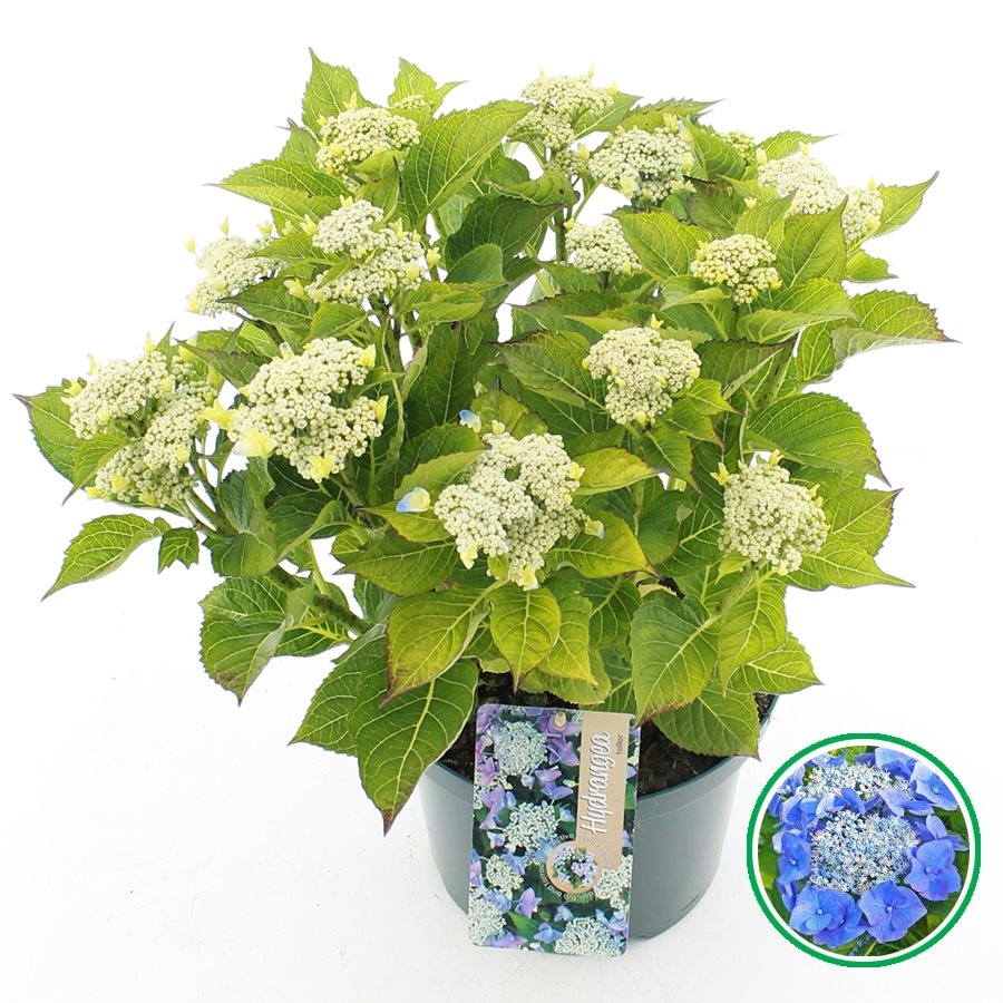 Hydrangea macrophylla 'Teller' - Blauwe schermhortensia