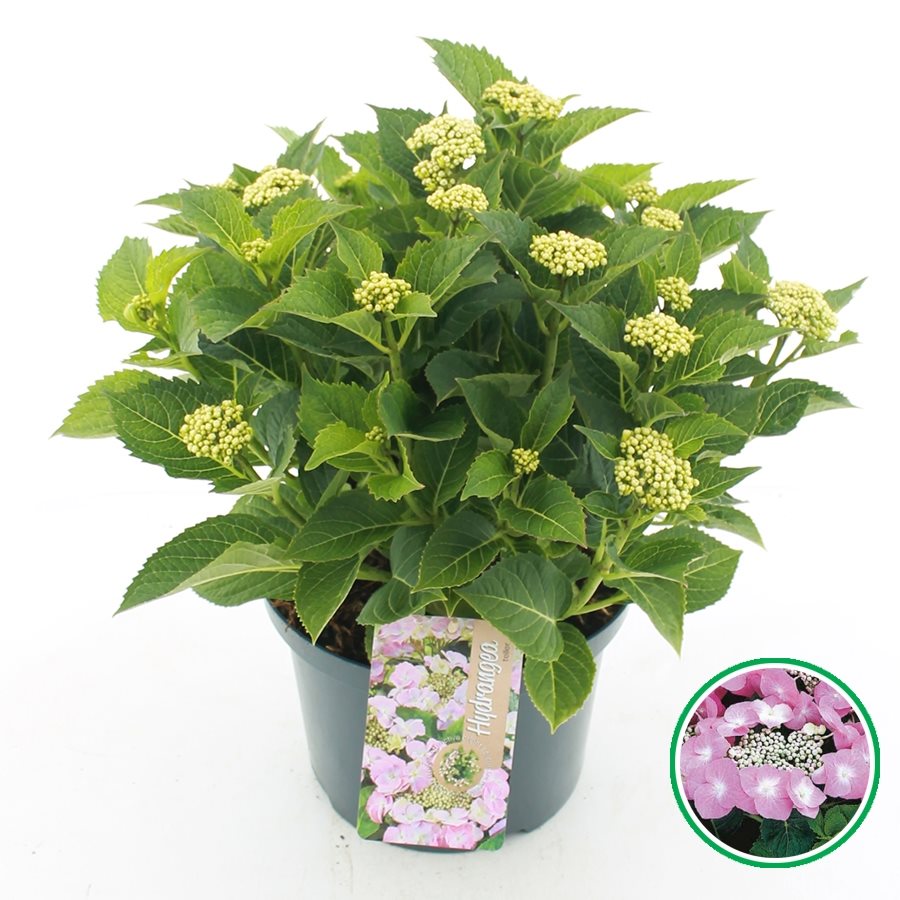 Hydrangea macrophylla 'Teller' - Roze schermhortensia