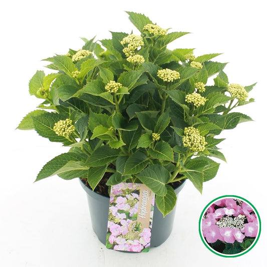 Hydrangea macrophylla 'Teller' - Roze schermhortensia