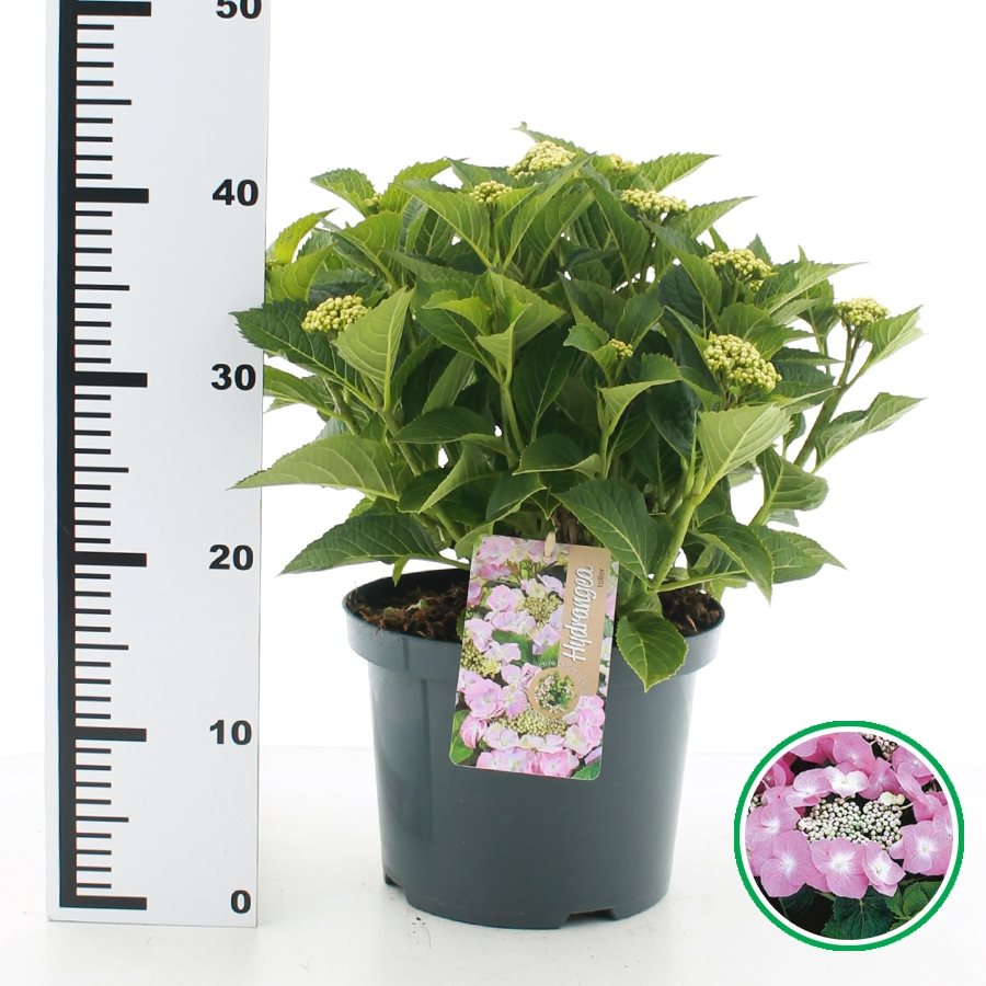 Hydrangea macrophylla 'Teller' - Roze schermhortensia