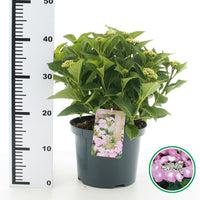 Hydrangea macrophylla 'Teller' - Roze schermhortensia