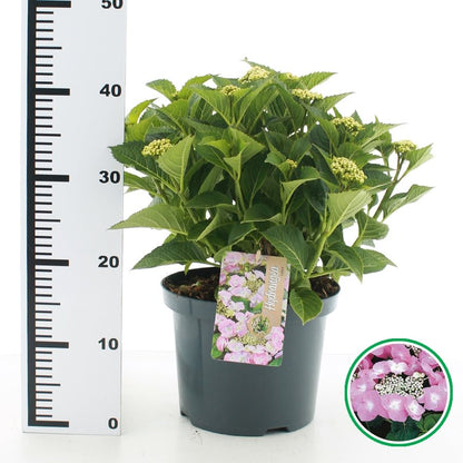 Hydrangea macrophylla 'Teller' - Roze schermhortensia