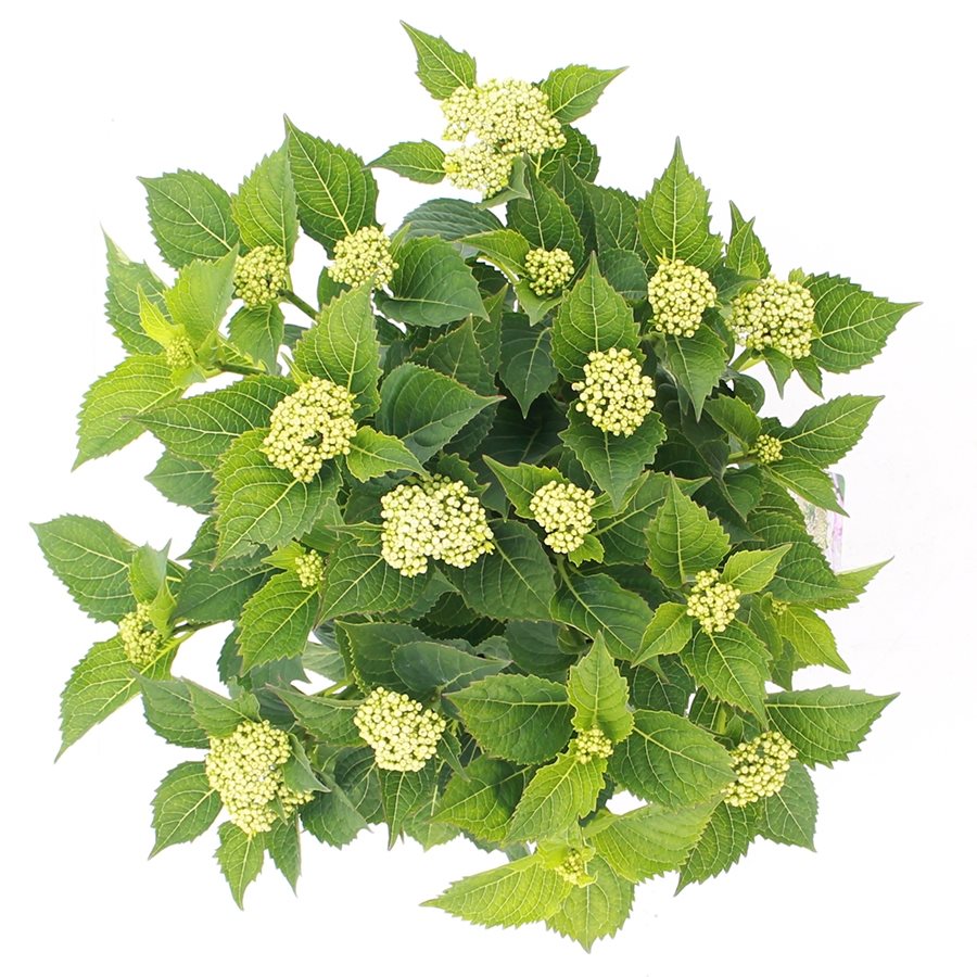 Hydrangea macrophylla 'Teller' - Roze schermhortensia