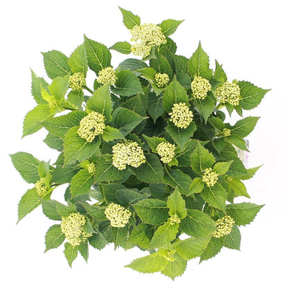 Hydrangea macrophylla 'Teller' - Roze schermhortensia