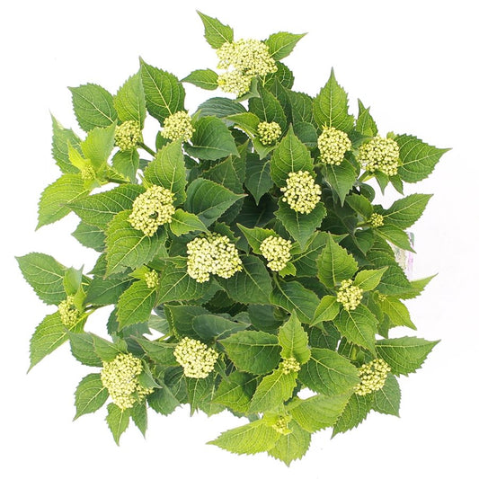 Hydrangea macrophylla 'Teller' - Roze schermhortensia