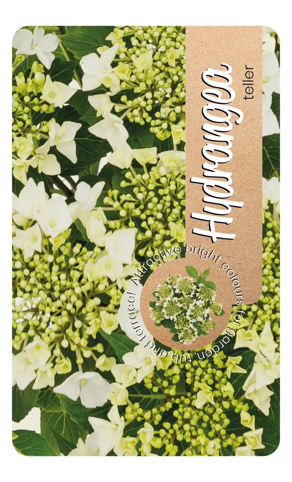 Hydrangea macrophylla 'Teller' - Witte schermhortensia