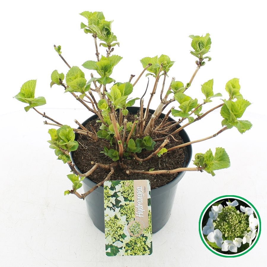 Hydrangea macrophylla 'Teller' - Witte schermhortensia