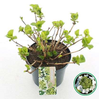 Hydrangea macrophylla 'Teller' - Witte schermhortensia