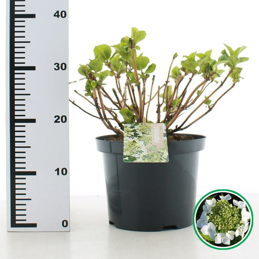 Hydrangea macrophylla 'Teller' - Witte schermhortensia